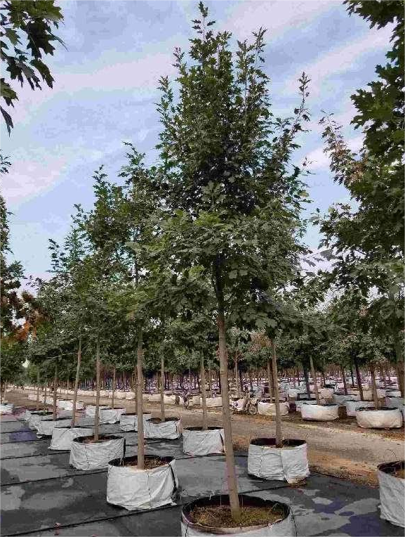 Quercus palustris Münchh.