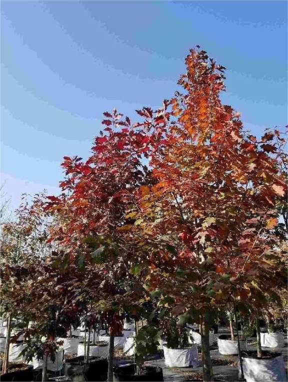 Quercus palustris Münchh.