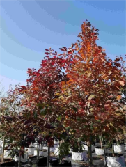 Quercus palustris Münchh.