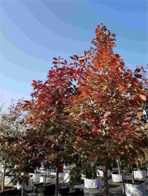 Quercus palustris Münchh.