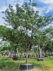 Delonix regia (Bojer) Raf.