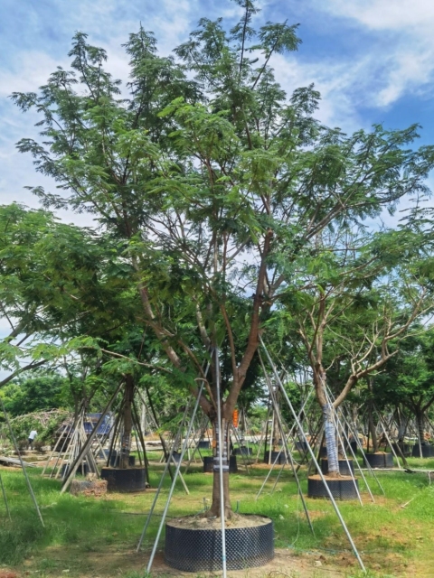 Delonix regia (Bojer) Raf.