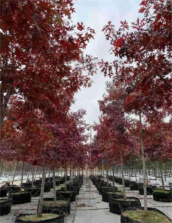 Quercus palustris Münchh.