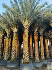 Phoenix sylvestris Roxb.