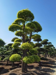 Ulmus pumila L. cv. 'Jinye'