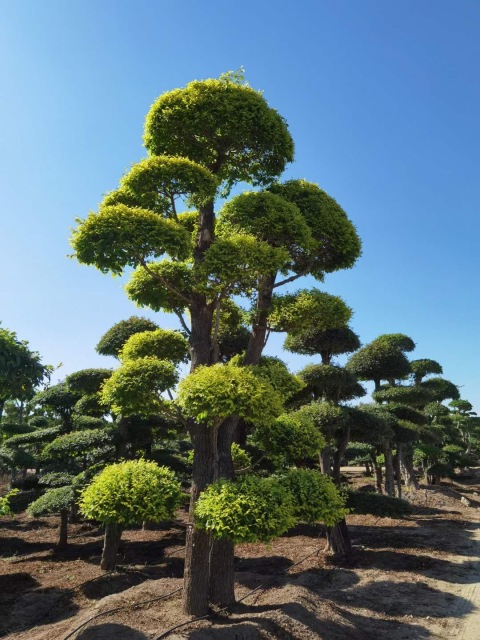 Ulmus pumila L. cv. 'Jinye'