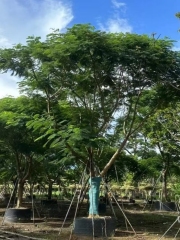 Delonix regia (Bojer) Raf.