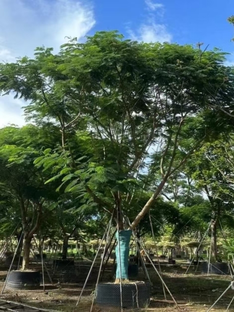 Delonix regia (Bojer) Raf.