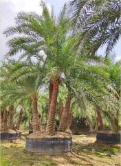 Phoenix sylvestris Roxb.