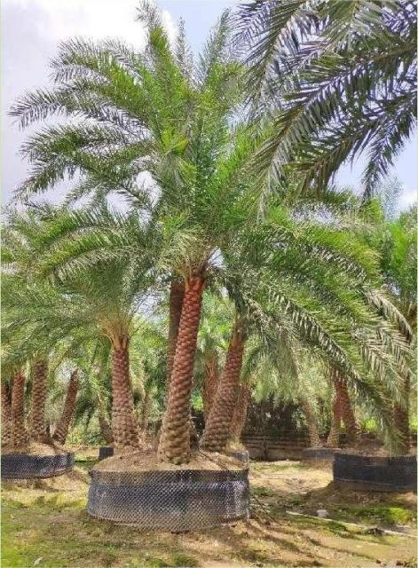 Phoenix sylvestris Roxb.