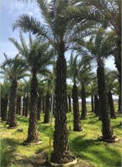 Phoenix sylvestris Roxb.