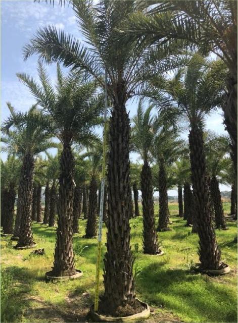 Phoenix sylvestris Roxb.