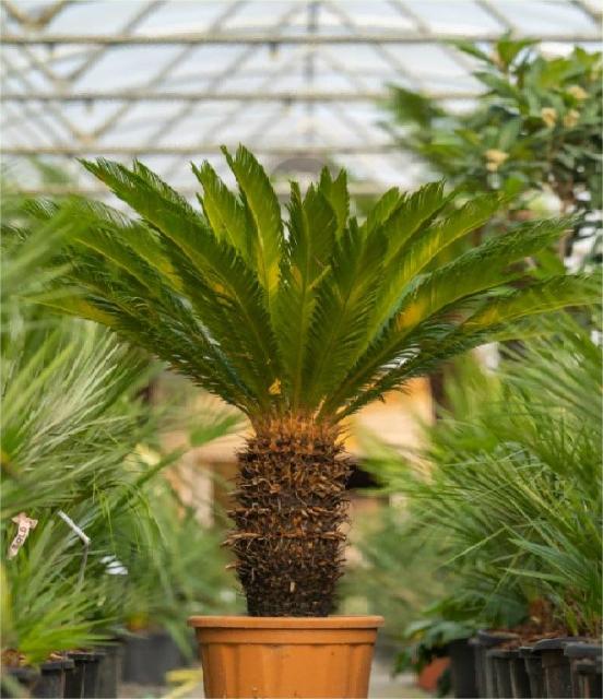 Cycas revoluta Thunb.
