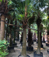 Livistona chinensis (Jacq.) R. Br. ex Mart.