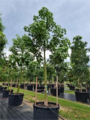 Brachychiton acerifolius