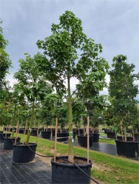 Brachychiton acerifolius