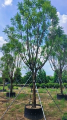 Jacaranda mimosifolia