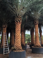 Phoenix sylvestris Roxb.