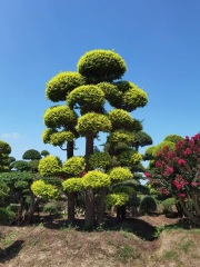 Ulmus pumila L. cv. 'Jinye'