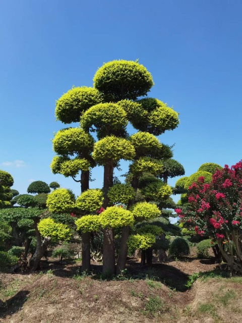 Ulmus pumila L. cv. 'Jinye'