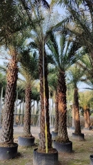 Phoenix sylvestris Roxb.