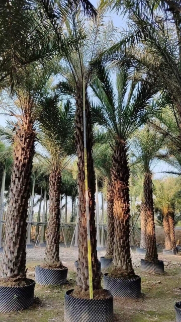 Phoenix sylvestris Roxb.