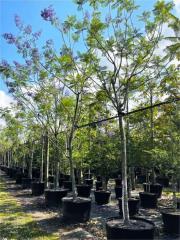 Jacaranda mimosifolia