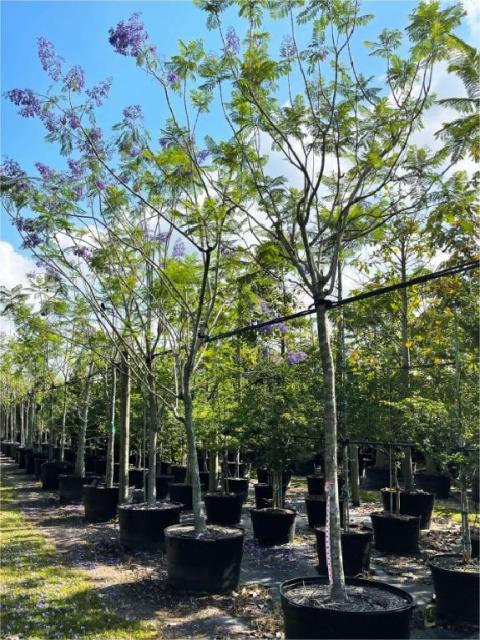 Jacaranda mimosifolia