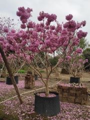 Handroanthus impetiginosus