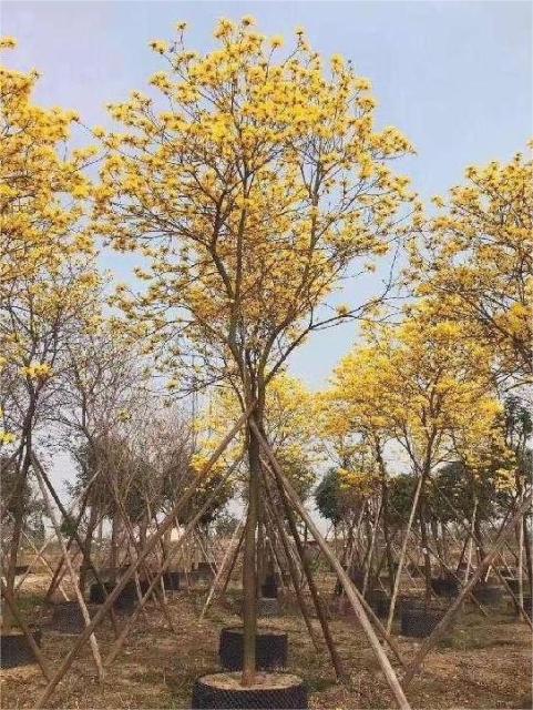 Handroanthus chrysanthus (Jacq.) S. O. Grose