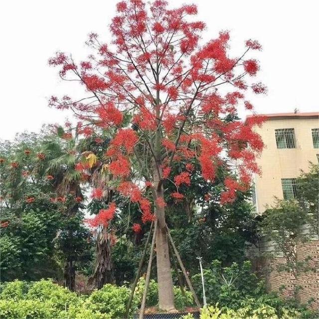 Brachychiton acerifolius