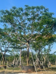 Delonix regia (Bojer) Raf.