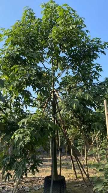 Brachychiton acerifolius