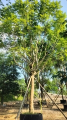 Jacaranda mimosifolia