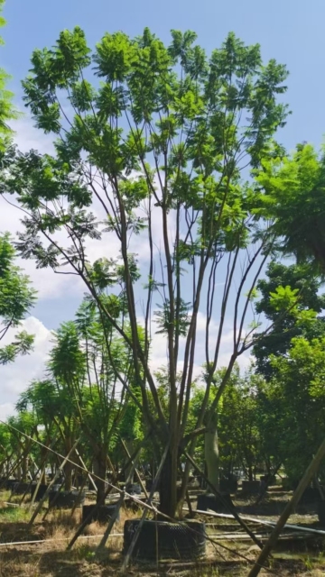 Jacaranda mimosifolia