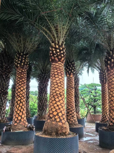 Phoenix sylvestris Roxb.