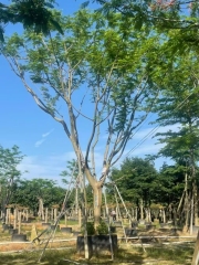 Delonix regia (Bojer) Raf.