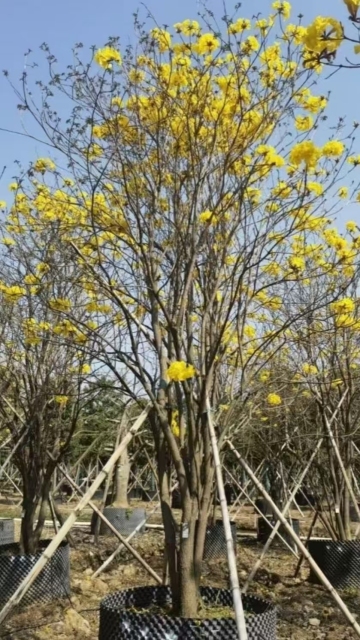 Handroanthus chrysanthus (Jacq.) S. O. Grose