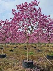 Handroanthus impetiginosus