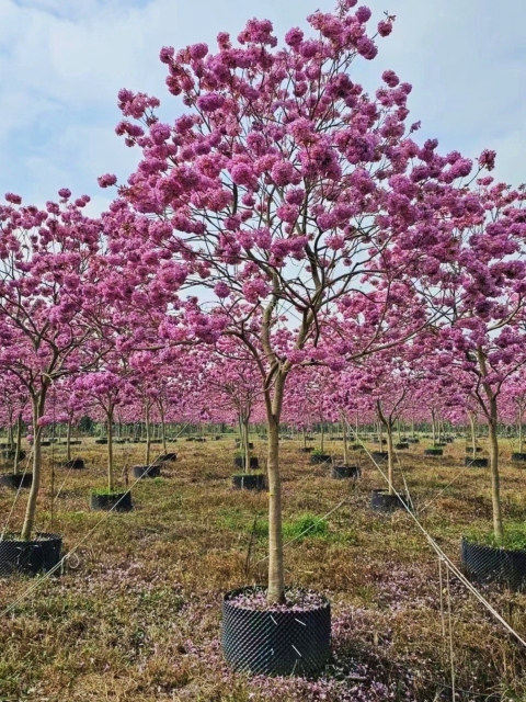 Handroanthus impetiginosus