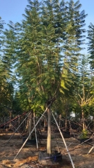 Jacaranda mimosifolia