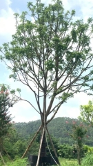 Brachychiton acerifolius