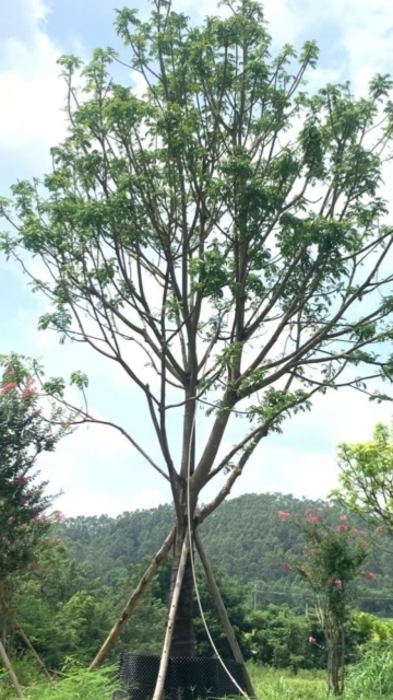 Brachychiton acerifolius