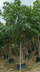 Brachychiton acerifolius