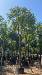 Brachychiton acerifolius