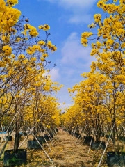 Handroanthus chrysanthus (Jacq.) S. O. Grose