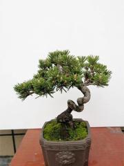 Pinaceae