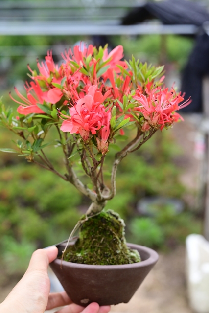 Rhododendron indicum