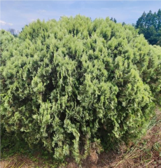 Platycladus orientalis 'Argentea'