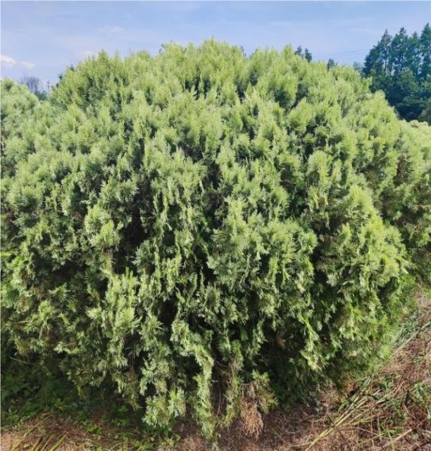 Platycladus orientalis 'Argentea'